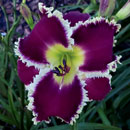 Spacecoast Vampire Bat Daylily